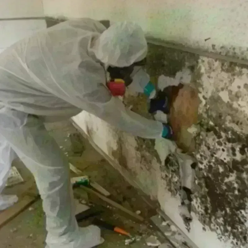 Mold Remediation and Removal in Marvin, NC